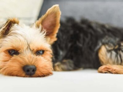 Słodki jak czekolada: Odkryj uroczy świat czekoladowych Yorkshire Terrierów