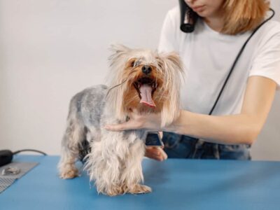 Biały yorkshire terrier: charakterystyka rasy, pielęgnacja i cechy