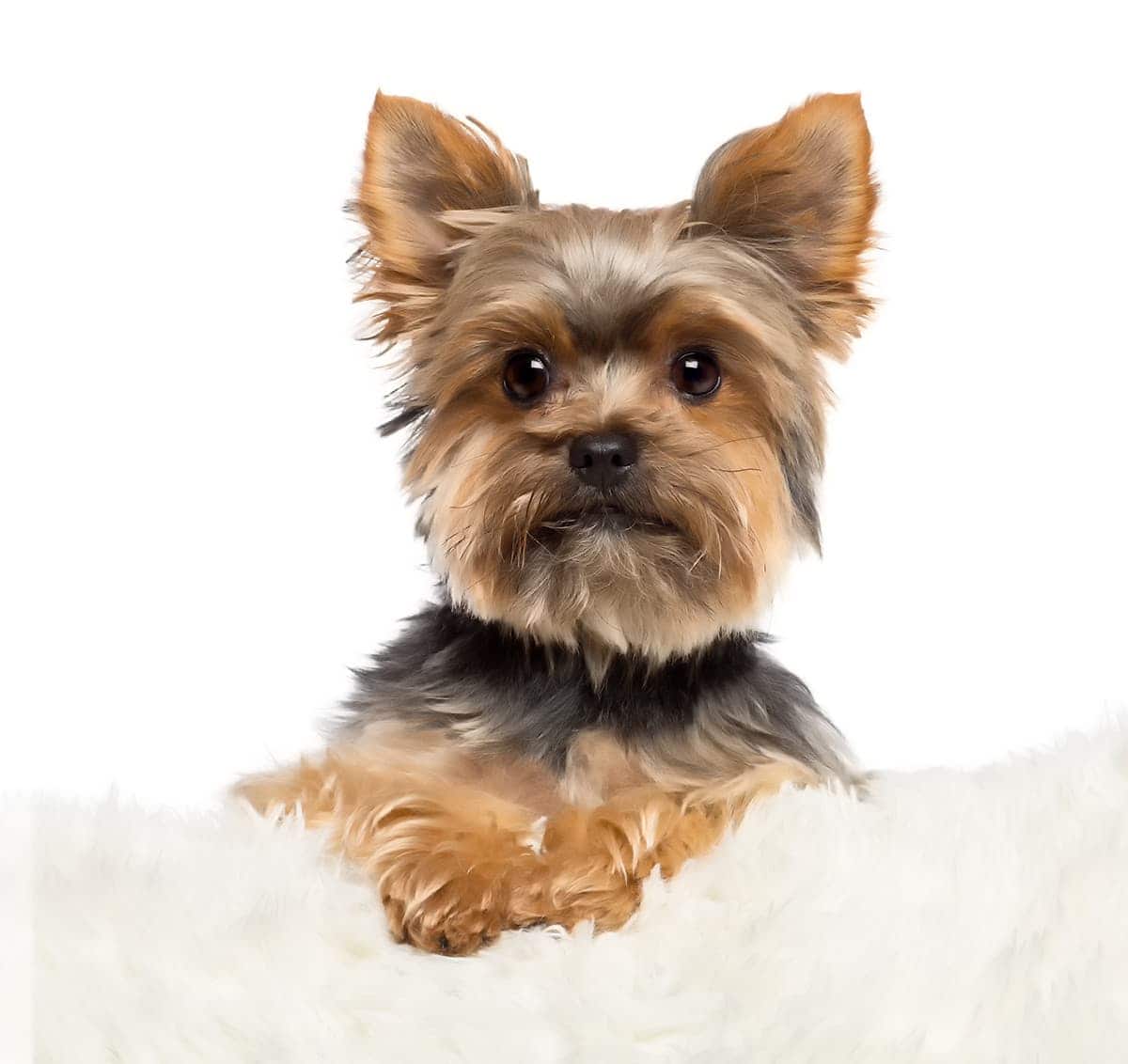 Mały, Ale Pełen Osobowości: Poznaj Uroki Rasy Yorkshire Terrier
