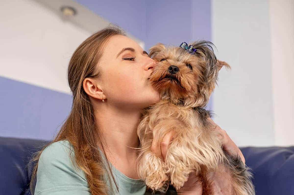 Yorkshire Terrier Bez Rodowodu: Czy Warto Za Takiego Psa Zapłacić?