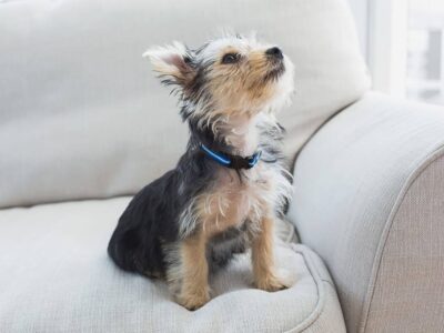 Yorkshire Terrier: Mały pies, ogromny charakter