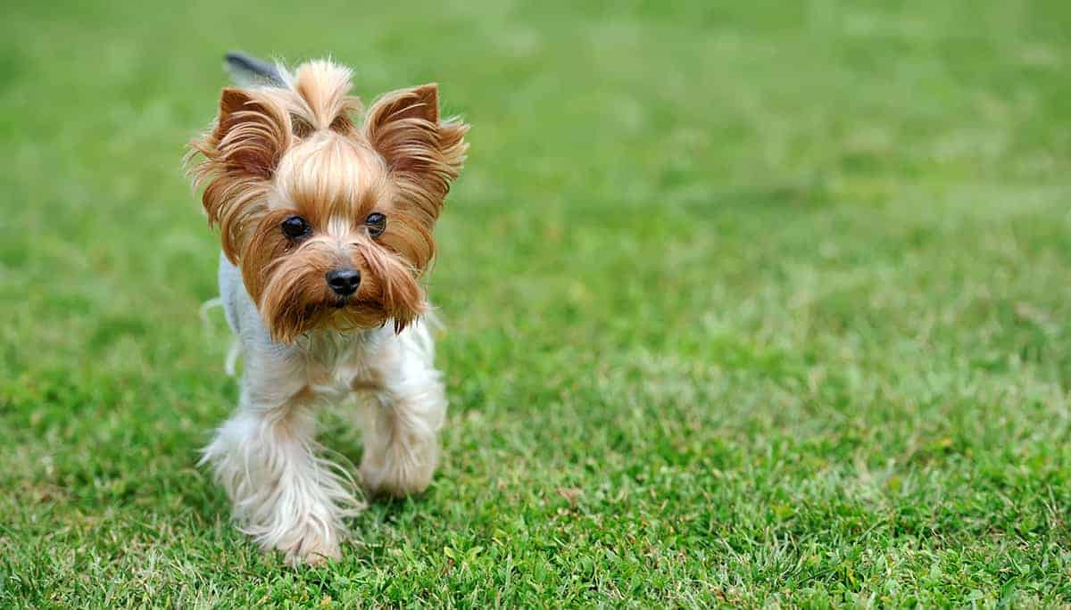 Yorkshire Terrier Choco: Uroczy I Uwielbiany Pies Yorkshire Terrier Choco: Uroczy I Uwielbiany Pies