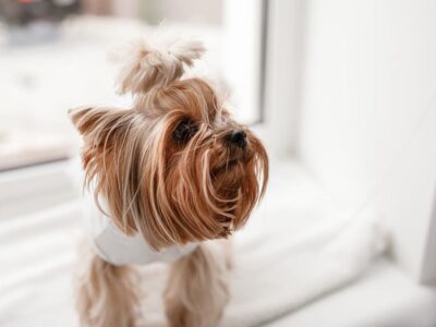Yorkshire Terrier: Tajemnice i opinie o tej uroczej rasy psów
