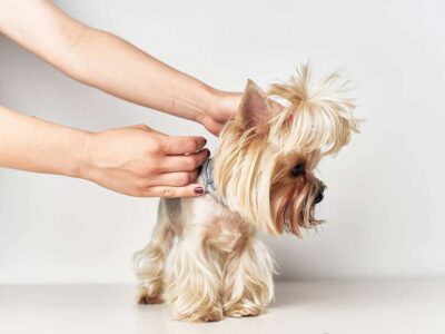 Jak prawidłowo obcinać włosy u yorkshire terriera: poradnik dla właścicieli