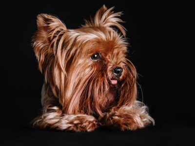 Yorkshire Terrier: wyjątkowy pies rasowy