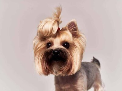 Słodki hałas: dlaczego Yorkshire Terriery są znane z intensywnego szczekania?