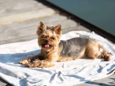 Różnorodność umaszczeń yorkshire terriera: od gorącego złota do niebieskiego dunaju