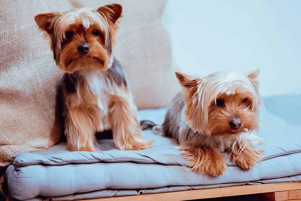 Inteligentny Mały Przyjaciel: Yorkshire Terrier I Jego Zdumiewająca Inteligencja