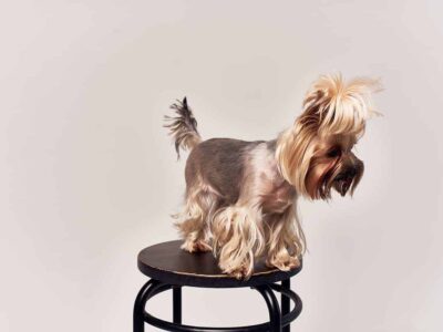 York Shire terrier szczeniaki: wszystko, co musisz wiedzieć przed adopcją
