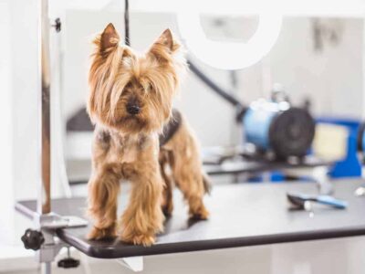 Dlaczego yorki drapią się: Przyczyny i sposoby radzenia sobie z tym problemem