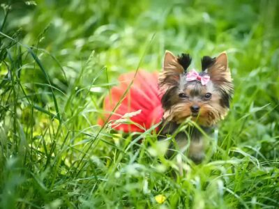 Jak długo żyje yorkshire terrier: Wszystko, co musisz wiedzieć o długości życia tej rasy