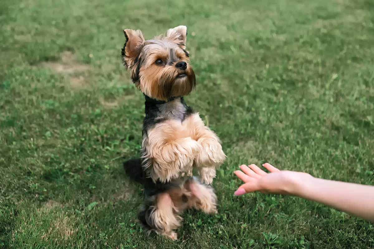 Jak Odpowiednio Karmić Yorka Miniaturkę: Praktyczne Wskazówki
