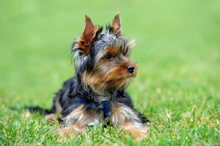 Rozważania Nad Kosztami I Cenami Psów Rasy Yorkshire Terrier