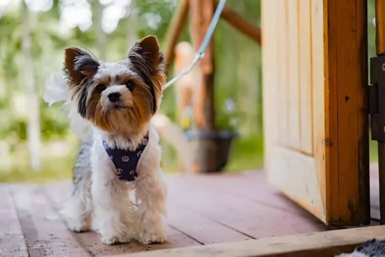 Yorkshire Terrier Cena – Ile Kosztuje Utrzymanie Tego Popularnego Psa?