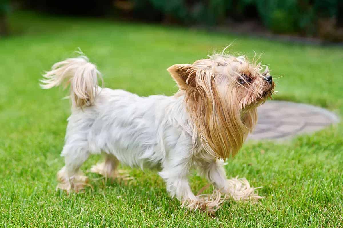 Biewer Yorkshire Terrier Fci: Historia, Cechy Charakterystyczne I Popularność Tej Rasy