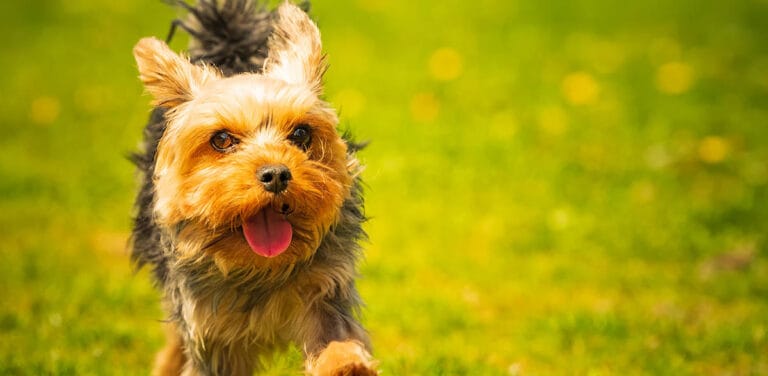 Duży Yorkshire Terrier: Wzrost Popularności Tej Niezwykłej Rasy