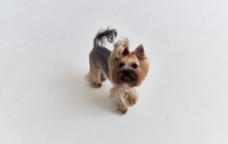 Miniaturyzacja Yorków: Czym Jest Hodowla Miniaturyzowanych Yorkshire Terrierów?