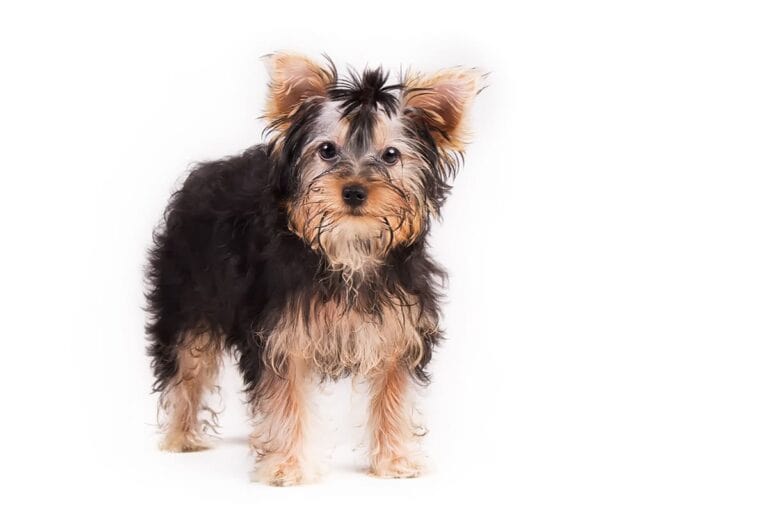 Yorkshire Terrier: Mały Pies, Duża Osobowość