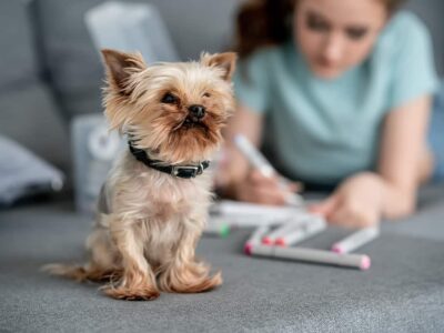 Yorkshire Terrier Krótkowłosy: Miniaturka z dużym sercem