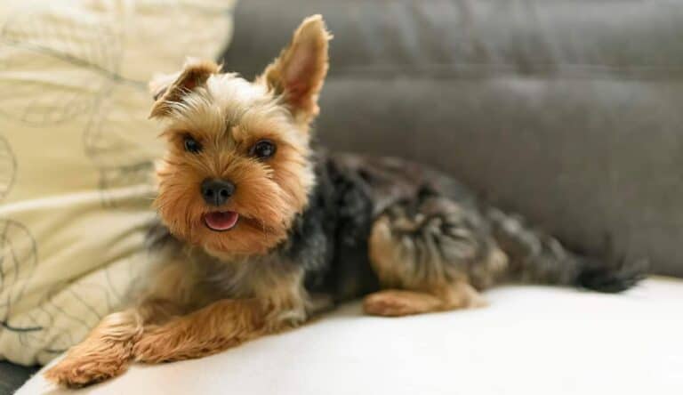 Yorkshire Terrier Biewer: Urokliwy I Elegancki Pies Rasowy