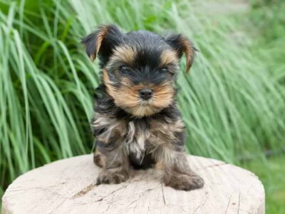 Rozkwit hodowli czarnych yorków: jak pielęgnować i dbać o tę unikalną rasę psów?