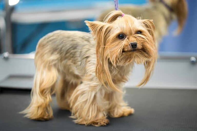 Yorkshire Terrier: Mały Pies Z Wielkim Charakterem