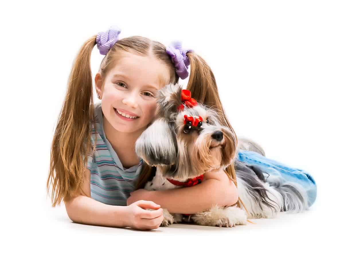 Yorkshire Terrier: Mały Pies O Wielkim Charakterze