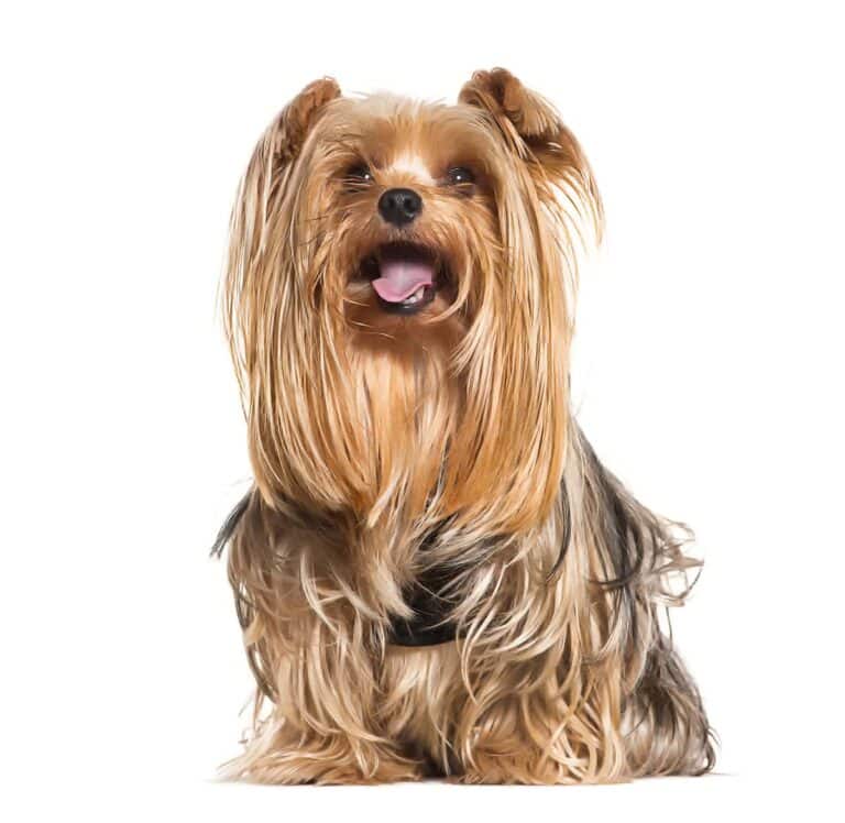 Biewer Yorkshire Terrier: Pochodzenie, Charakterystyka I Opieka