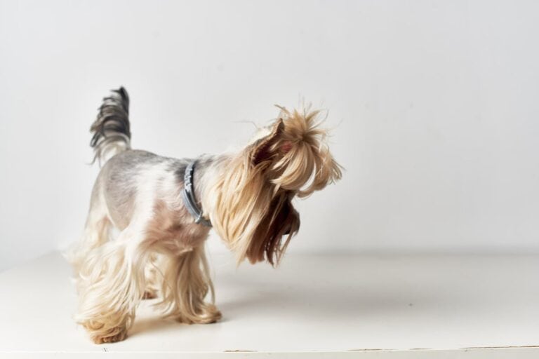 Yorkshire Terrier Z Rodowodem: Historia, Cechy I Popularność Tej Rasy