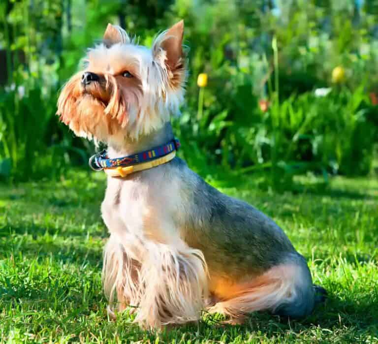 Yorkie: Nie Tylko Ładny Piesek, Ale Kochający I Energiczny Towarzysz