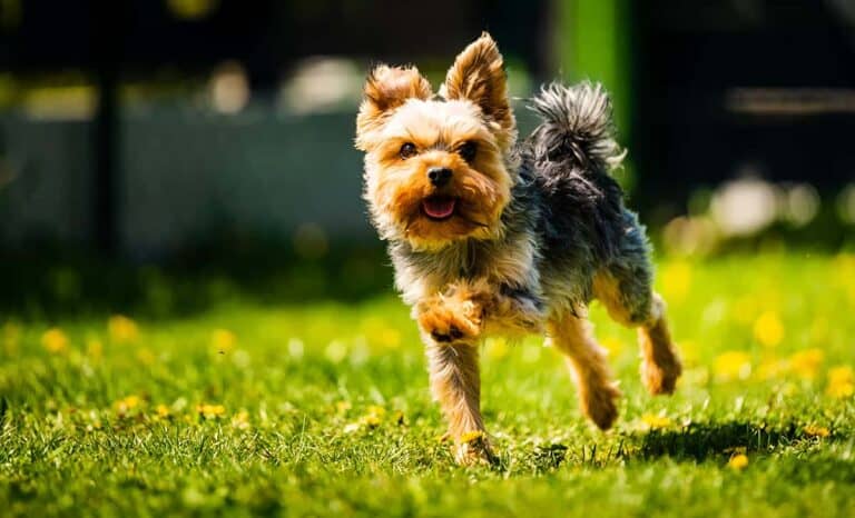 Yorkshire Terrier: Mały Pies Pełen Energii