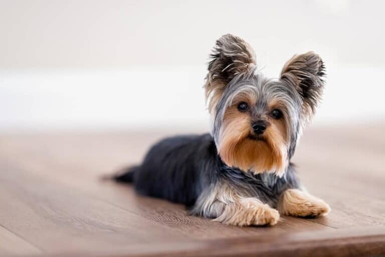 Yorkshire Terrier: Analiza Zgodności Ze Standardem Fci