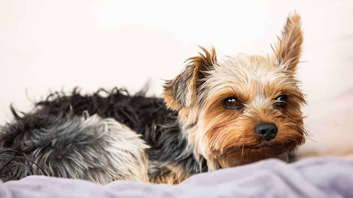 Najlepsze Sposoby Na Oszacowanie I Porównanie Cen Yorkshire Terrier