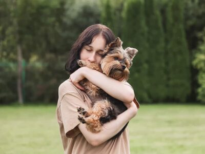 Yorkshire Terrier cena z rodowodem – wartość i jakość