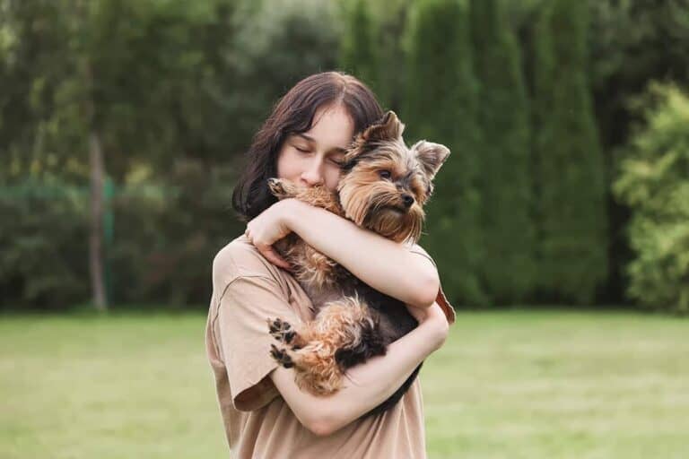 Yorkshire Terrier Cena Z Rodowodem - Wartość I Jakość