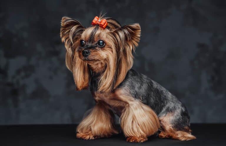 Yorkshire Terrier Mini: Cena I Wybór Idealnego Szczeniaka