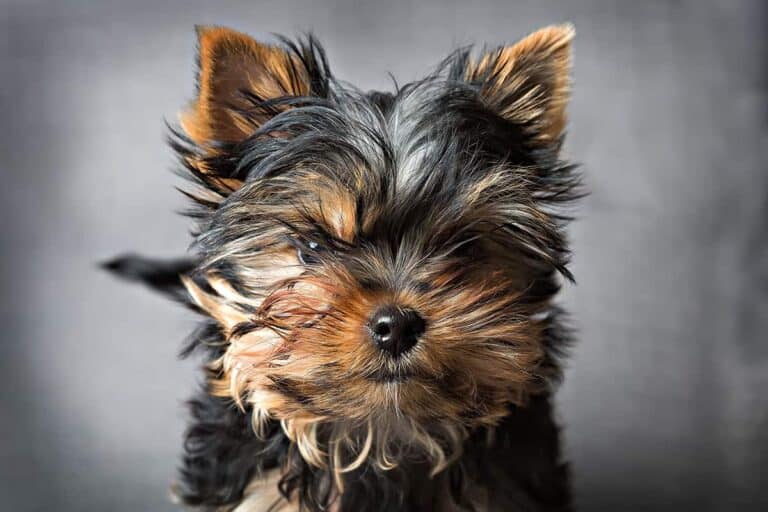 Yorkshire Terrier: Cudowny I Uroczy Pies