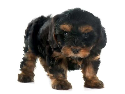 Yorkshire Terrier czarny: charakterystyka rasy i porady dotyczące pielęgnacji