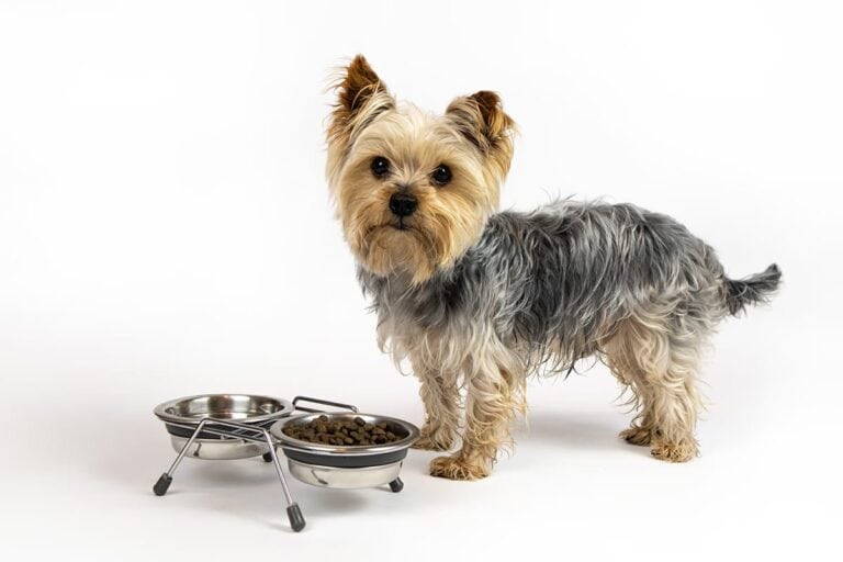 Yorkshire Terrier: Wszystko, Co Musisz Wiedzieć Przed Kupnem