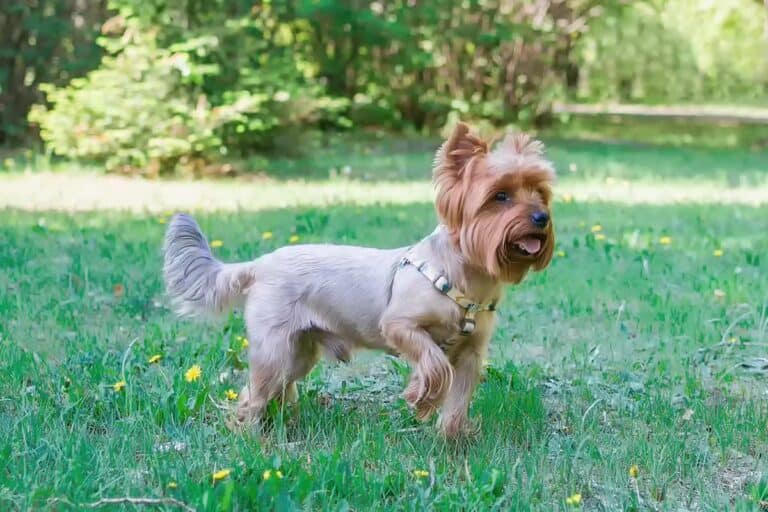 Yorkshire Terrier: Fascynująca Historia Tej Małej Rasy Psów