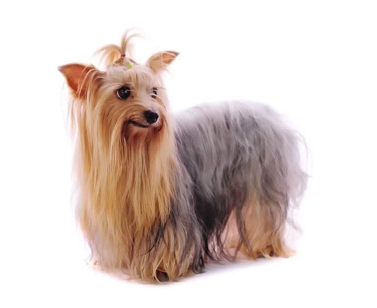 Yorkshire Terrier: Zrozumienie Wzorca Fci