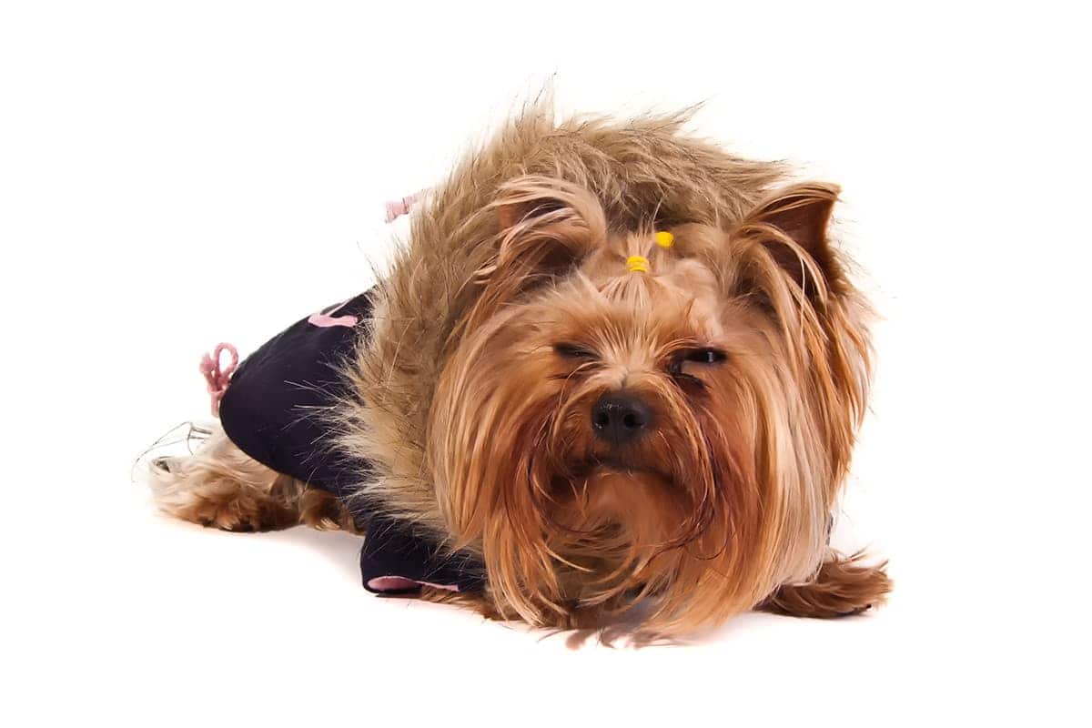 Yorkshire Terrier: Hodowla Według Standardów Fci