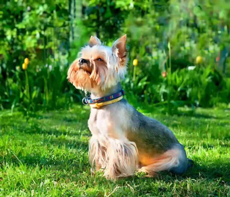 Yorkshire Terrier - Zrozumieć Wzorzec Rasy