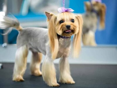 Yorkshire Terrier Biewer: opis i cechy charakteru