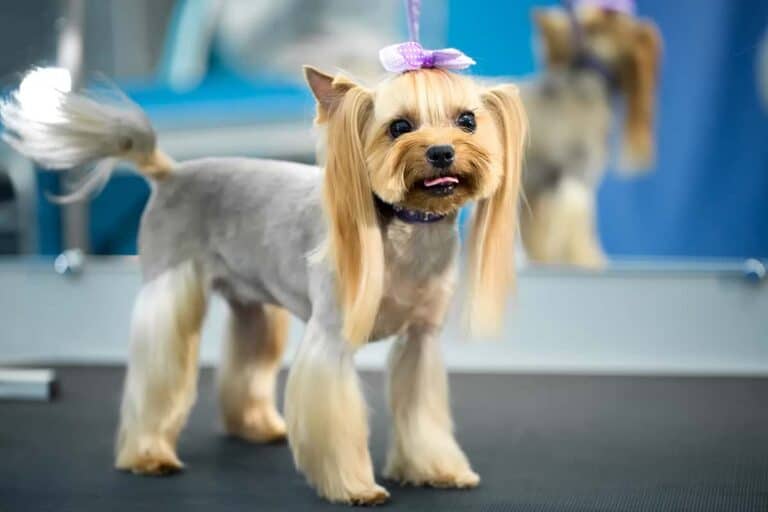 Yorkshire Terrier Biewer: Opis I Cechy Charakteru