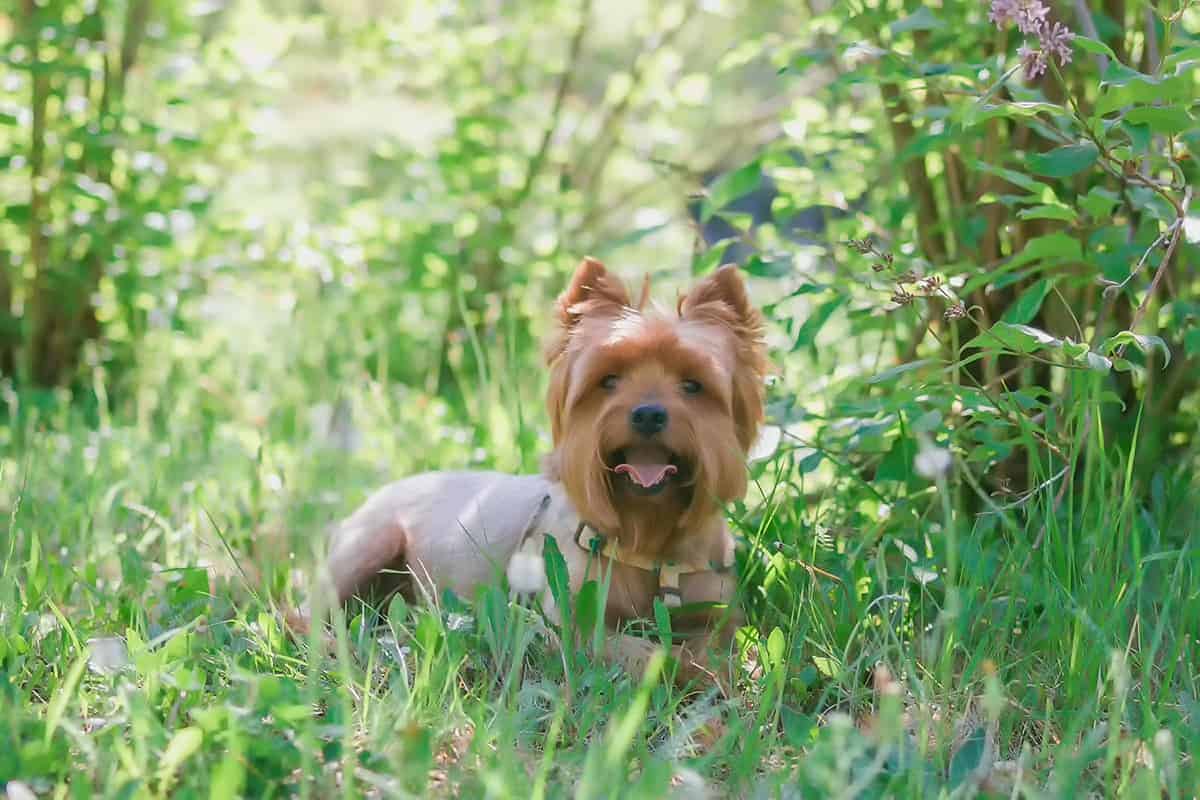 Yorkshire Terrier: Różnica Między Włosem A Sierścią