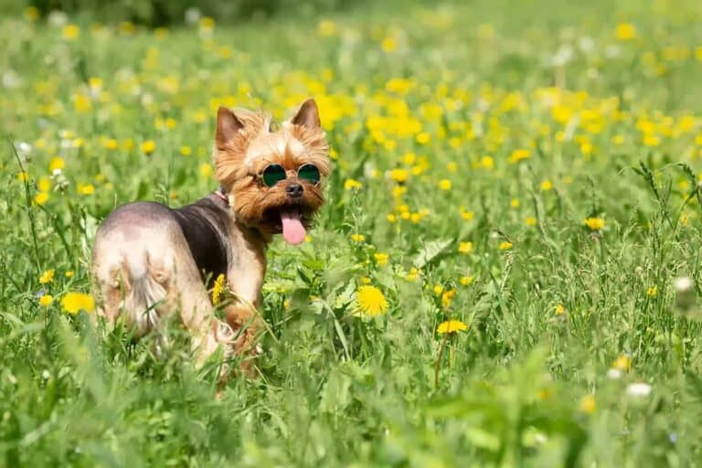 Zdrowe Żywienie Dla Yorkshire Terriera: Co Powinien Jeść Twój Pies