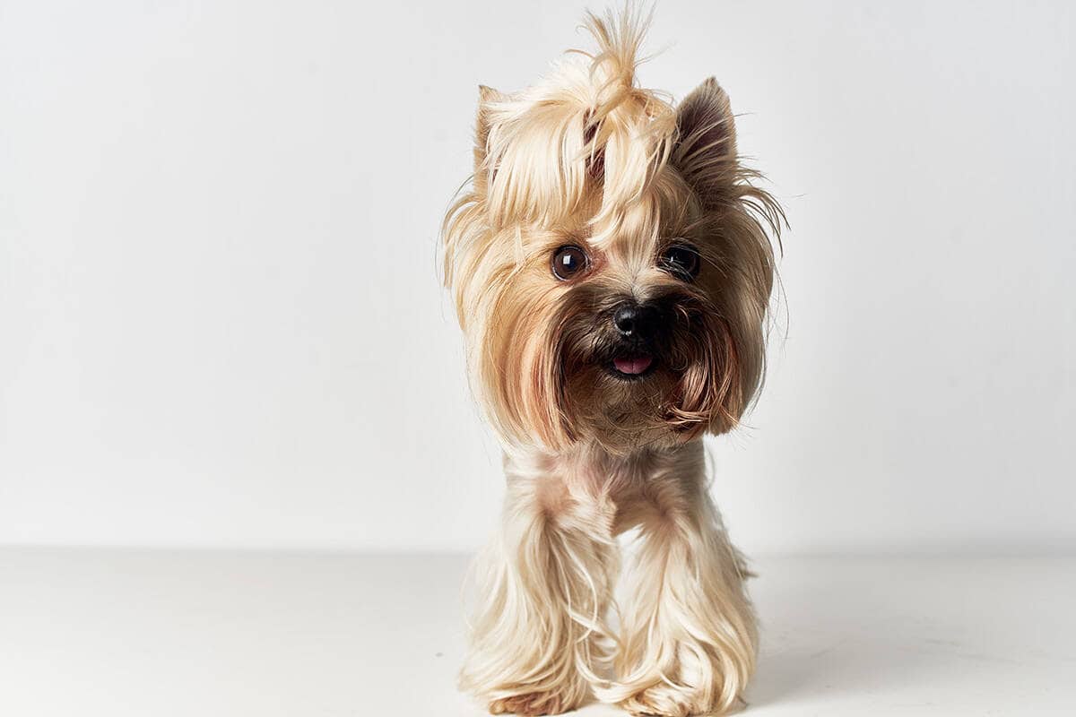 Yorkshire Terrier: Śladem Pochodzenia Rasowego Yorkshire Terrier: Śladem Pochodzenia Rasowego