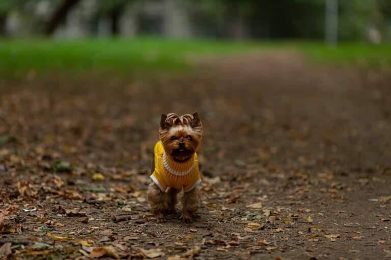 Yorkshire Terrier: Uroczy I Odważny Pies Rasy