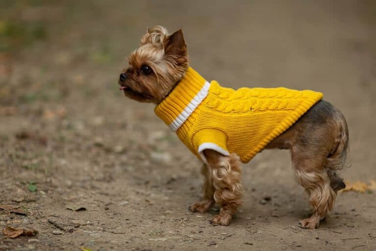 Yorkshire Terrier: Mały Piesek Z Ogromnym Charakterem